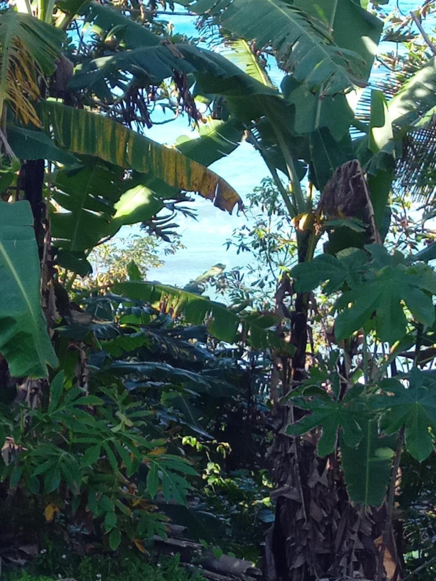 Hotel Barracuda Beach Port Antonio Exterior foto